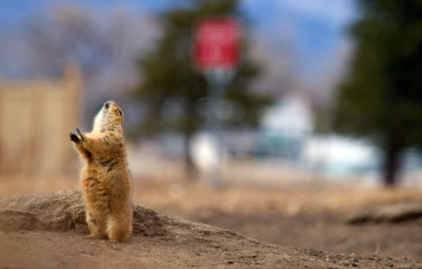 Суслик потягивается