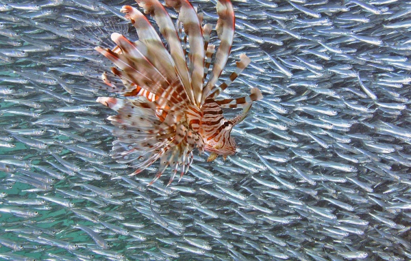 Стая мелкой рыбы