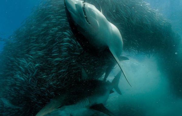 Пара акул в косяке мелких рыб