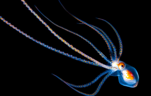 Детеныш осьминога