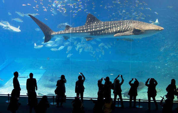 Большая рыба в океанариуме
