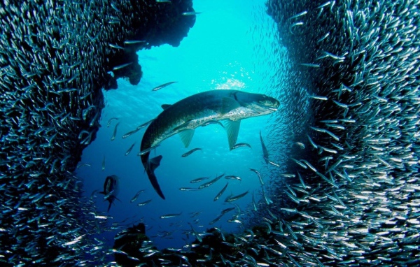 Большая рыба распугала мелких рыбешек