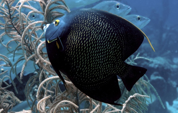 Черная тропическая рыбка