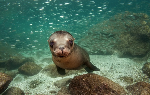 Калифорнийский морской лев