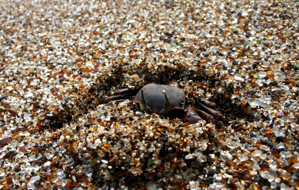 Crab buries itself in the sand