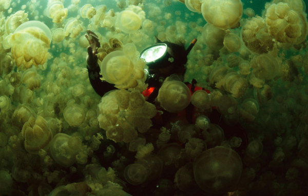 Водолаз в стае медуз