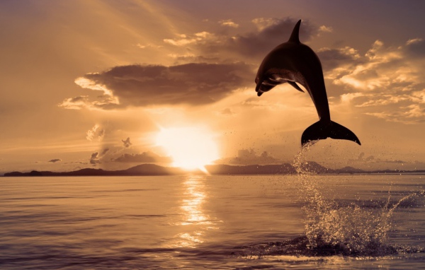 Dolphin jumping out of high water