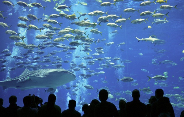 Рыбы в океанариуме