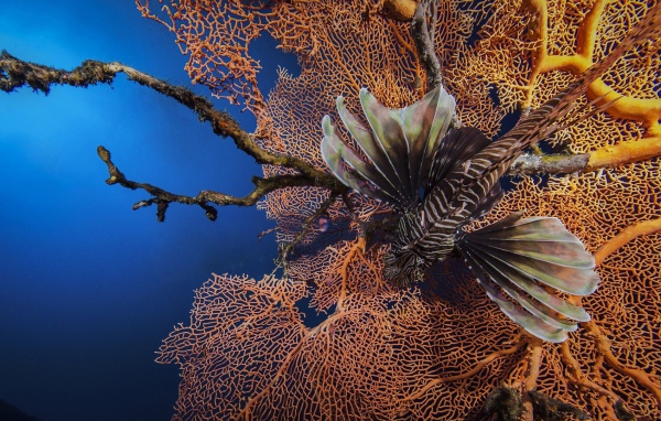 Рыба лев на фоне кораллов