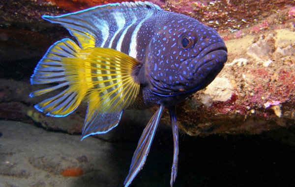 Рыба с желтыми плавниками из тропического моря