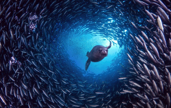 Галапагосский морской лев