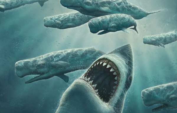 Охота зубастой акулы