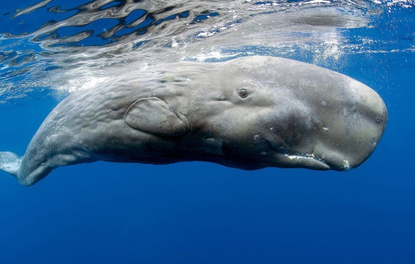 Касатка в голубой воде