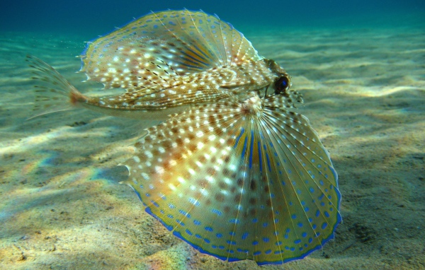 Большие плавники у рыбы