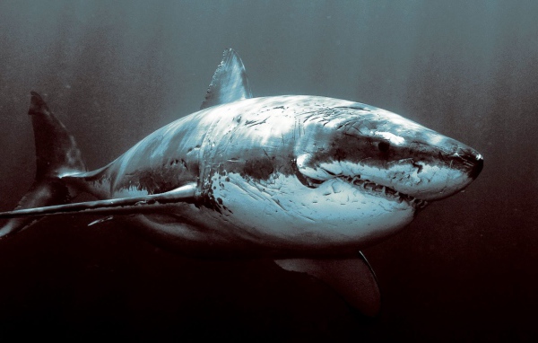Старая потрепанная акула