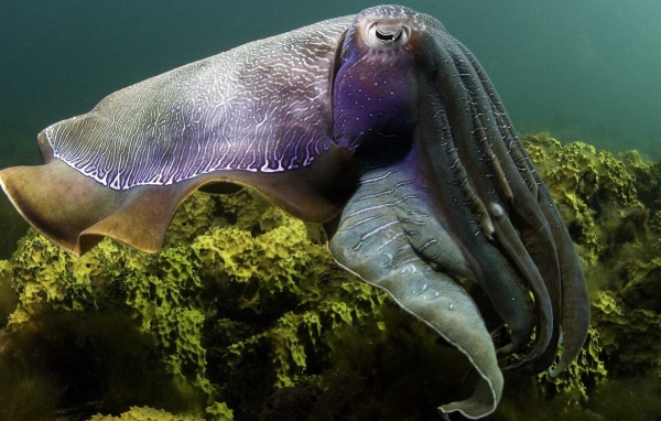 Кальмар над рифом