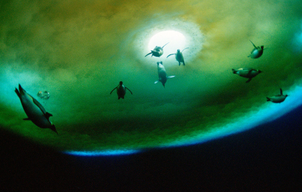 Пингвины около проруби