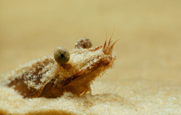 Портрет креветки