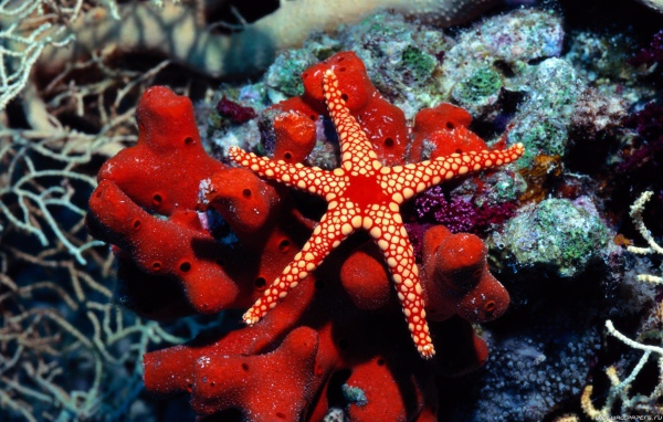 Красная морская звезда