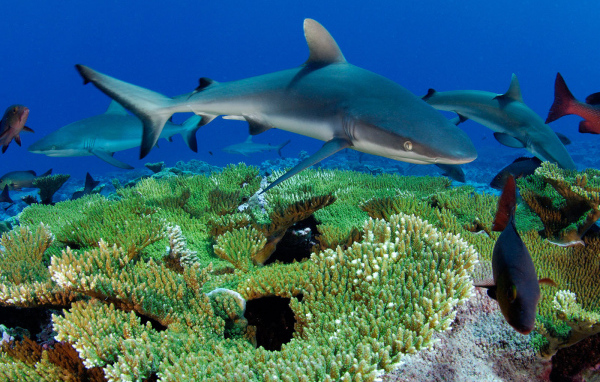 Рифовые акулы
