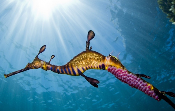 Морской конек в солнечных лучах