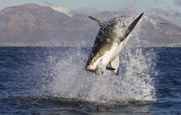 Акула в брызгах  воды