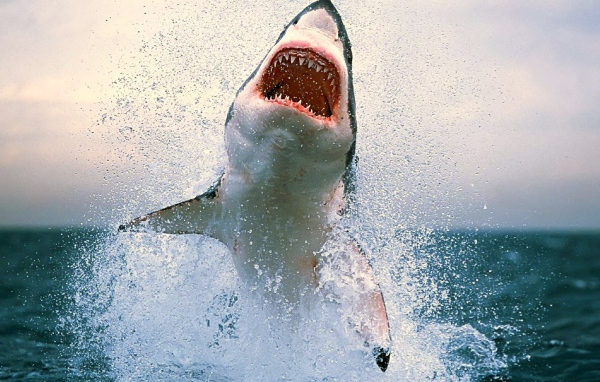 Акула выпрыгнула из воды