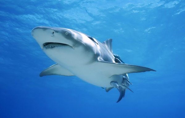 Сильная акула бык