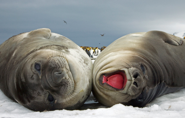 Счастливая парочка моржей