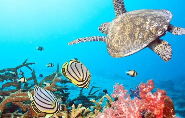 Черепаха в тропиках среди рыб