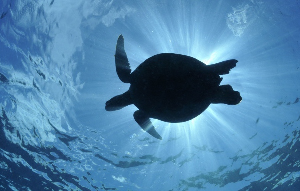 Черепаха в воде в лучах солнца