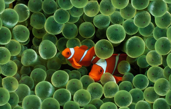 Две рыбки среди икры