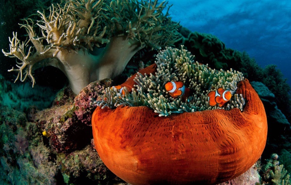 Подводная жизнь на коралловых рифах