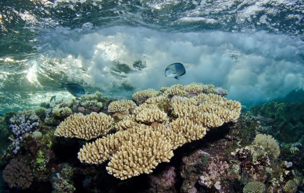 Белые кораллы под водой