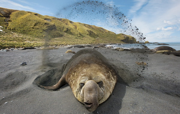 Животное закапывается в песок