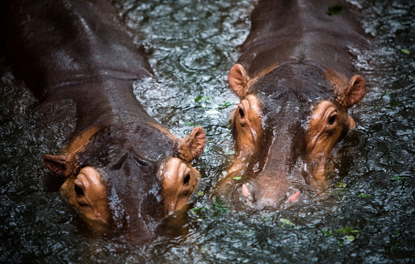 Бегемоты в воде
