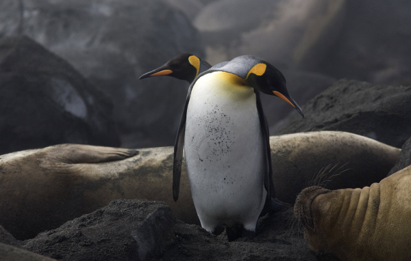 Два пингвина и морж