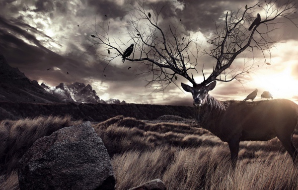 Птицы на ветвистых рогах оленя