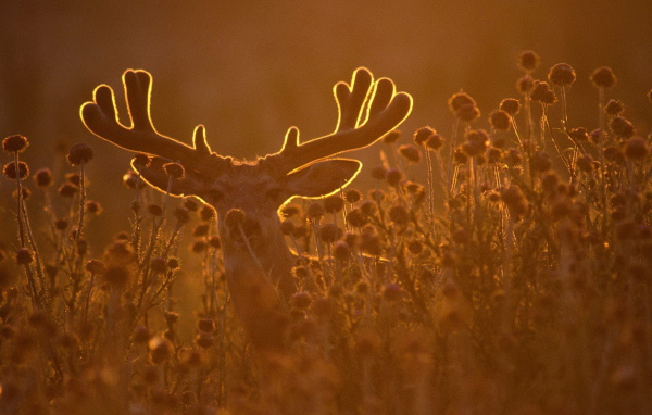 Олень в лучах заката