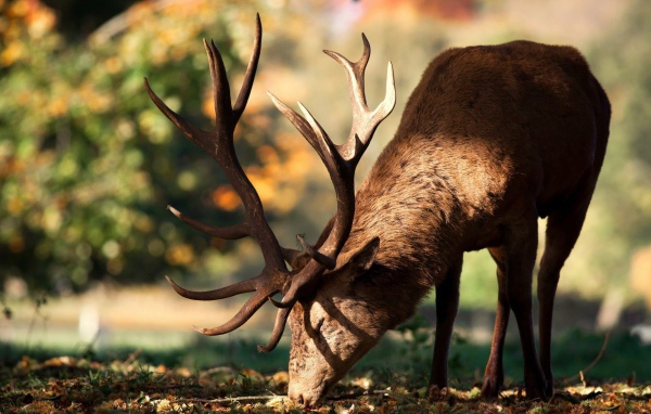 Олень кушает траву