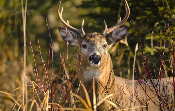 Олень лежит в траве