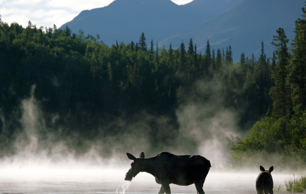Лосиха с теленком