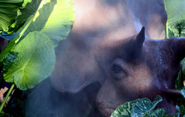 Голова носорога