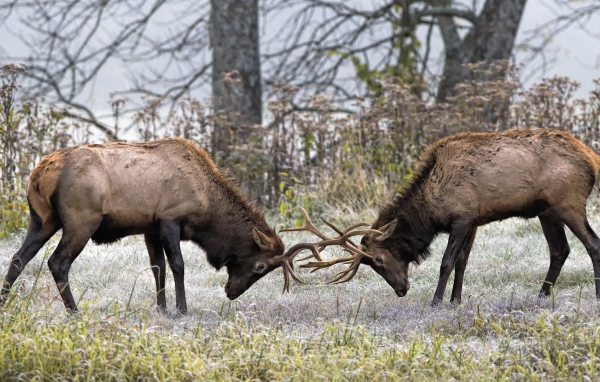 Два оленя бодаются