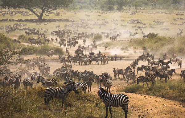 Очень большое стадо зебр