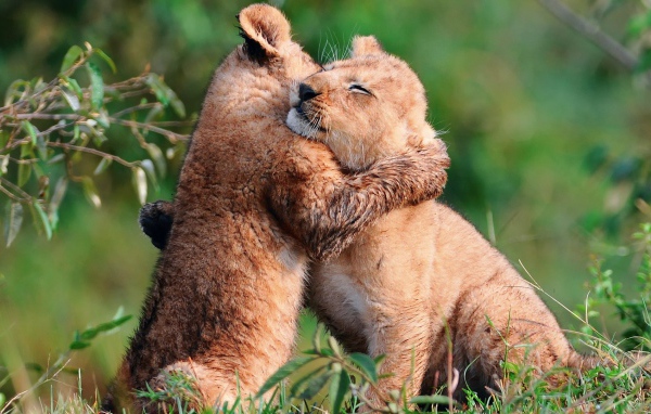Пара милых львят