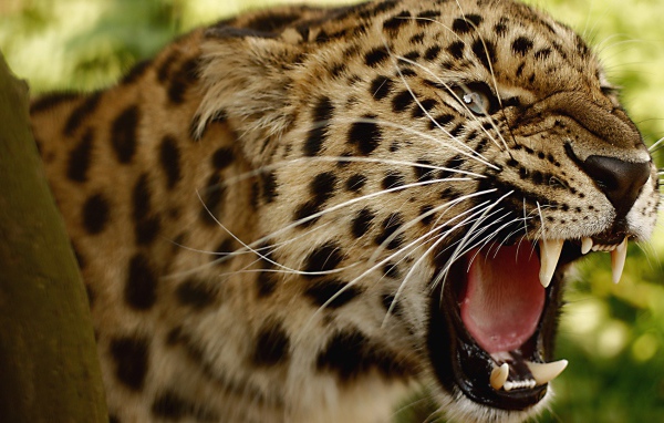 Злой амурский леопард