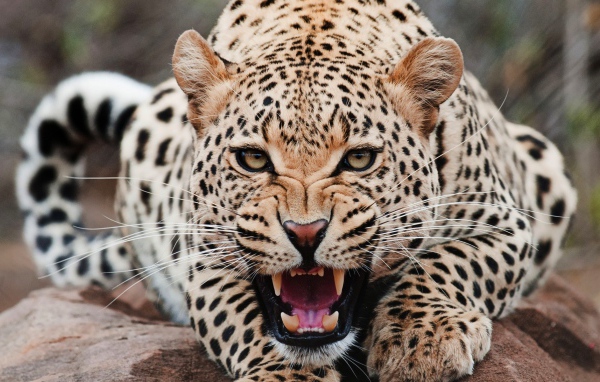 Злой ягуар смотрит в кадр