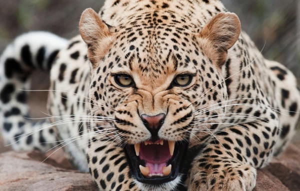 Злой ягуар оскалил зубы