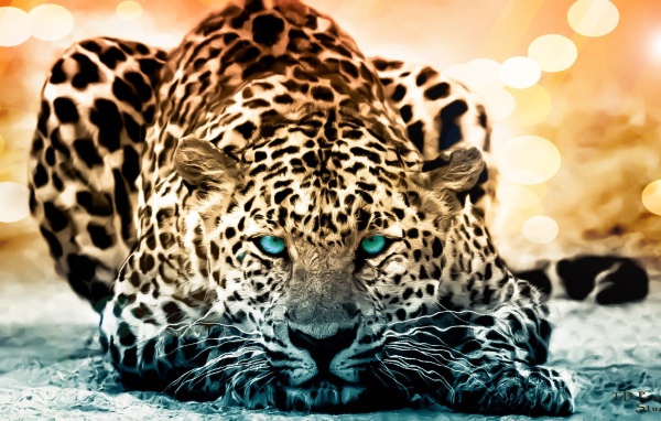 Голубоглазый красивый леопард